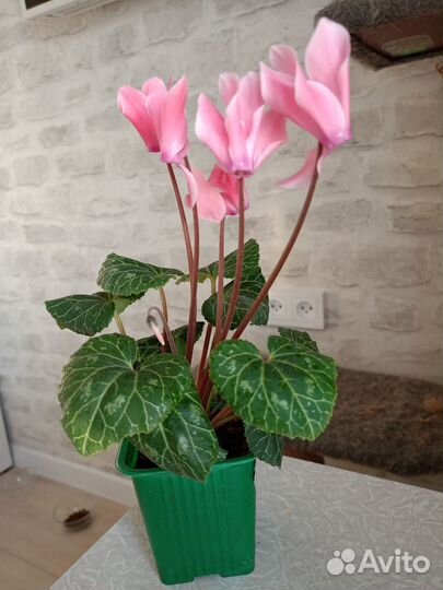 Цикламен