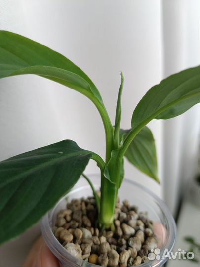 Спатифиллум сенсация