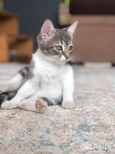 Милые котята в добрые руки