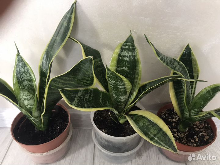 Комнатные цветы Сансевиерия сортовая
