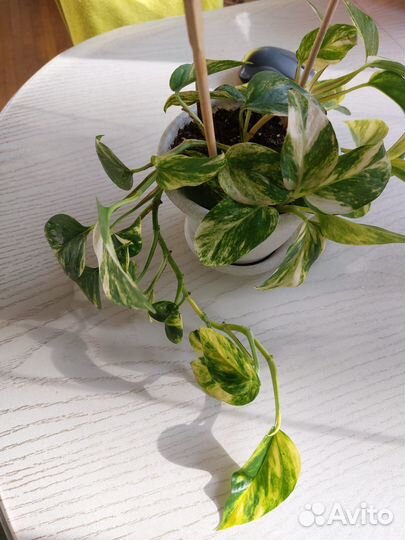 Сциндапсус