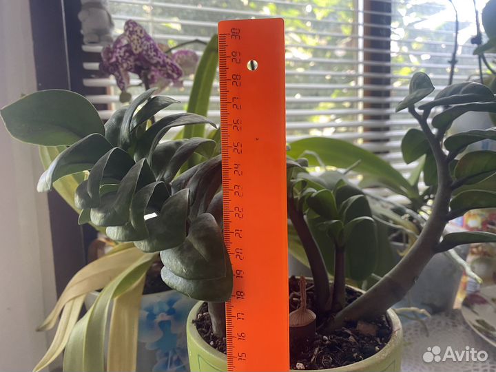 Замиокулькас зензи