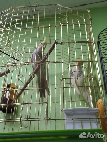 Попугай корелла