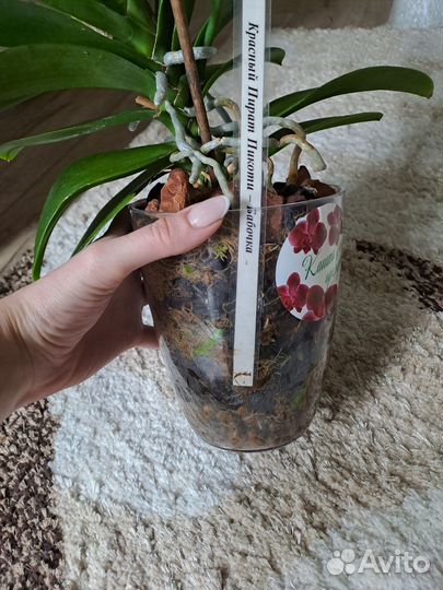 Орхидея пират пикоти бабочка