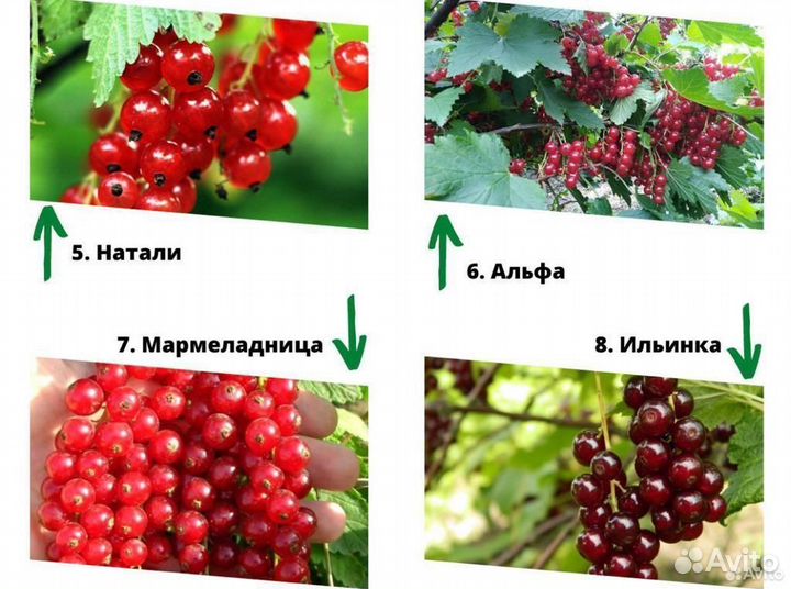 Саженцы смородины. Смородина