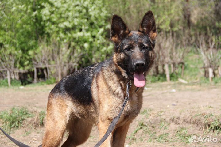 Немецкая овчарка