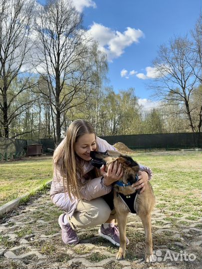 Собака в добрые руки