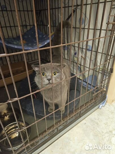 Серый котик