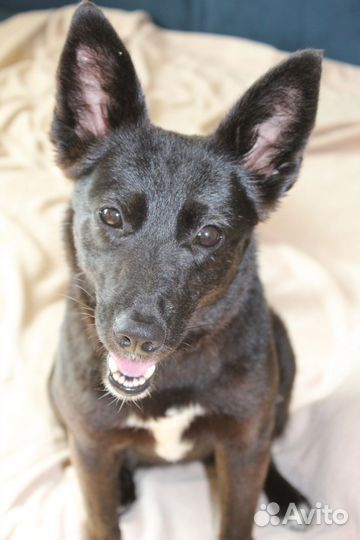 Черри ищет дом