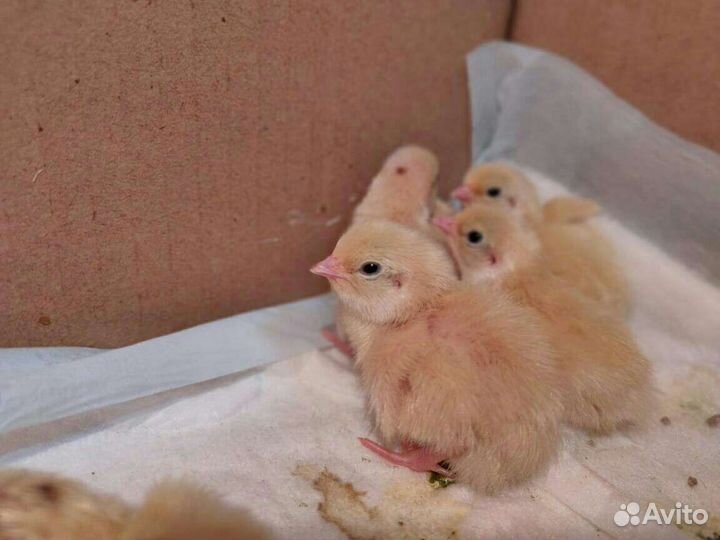 Инкубационное яйцо Перепела Техасы