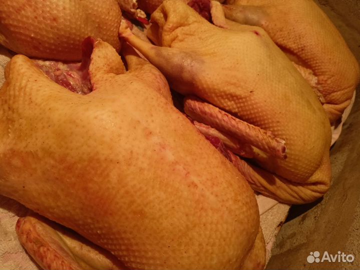 Гусиное мясо