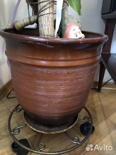 Драцена крупномер