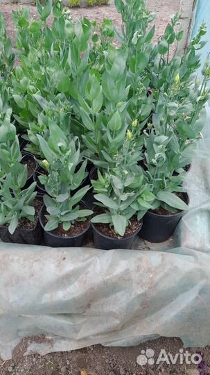 Эустома Низко Рослая