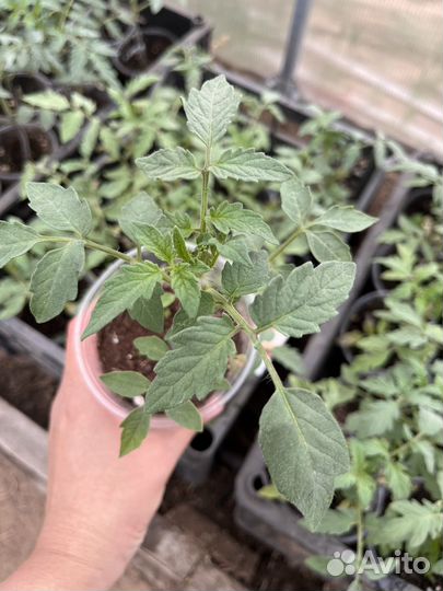Рассада помидор