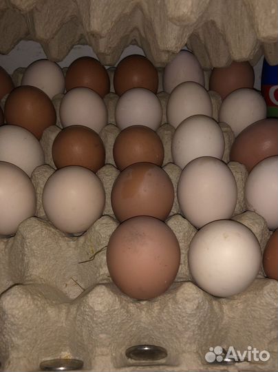 Домашние куриные яйца
