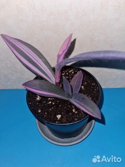 Сеткреазия пурпурная вариегатная