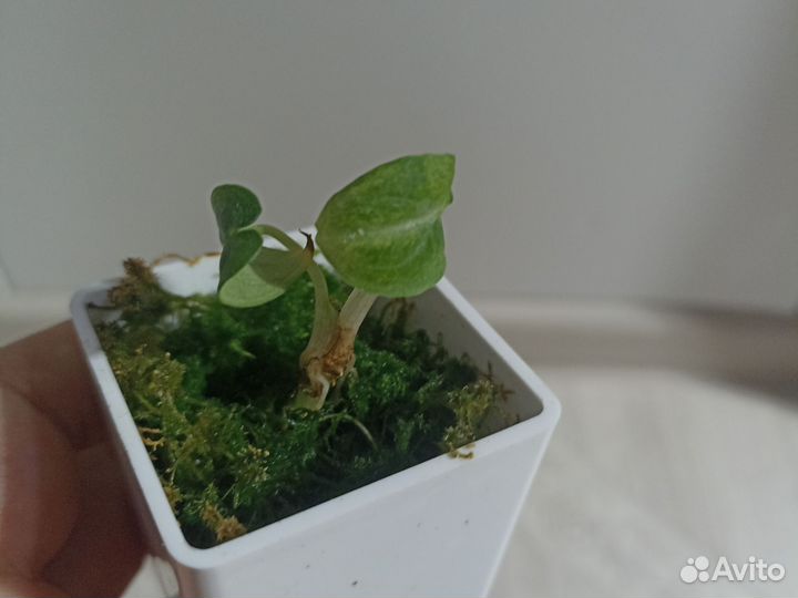 Алоказия блек вельвет/ниндзя вар