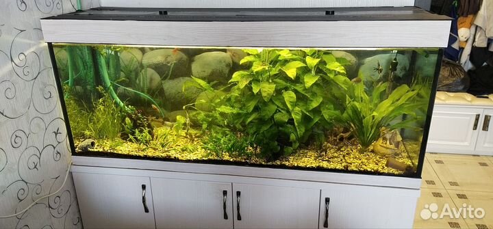 Аквариум