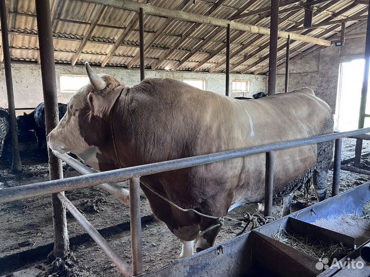 Корова и бычки