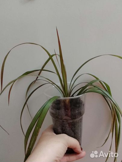 Драцена биколор