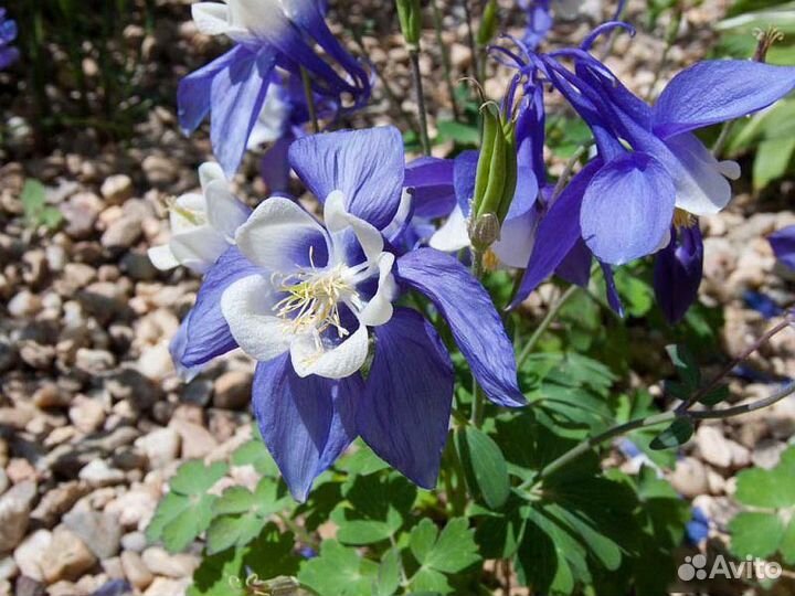 Аквилегия (Водосбор) голубая Spring Magic Blue and