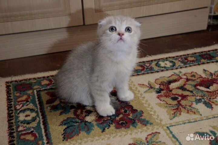 Шотландский вислоухий мальчик