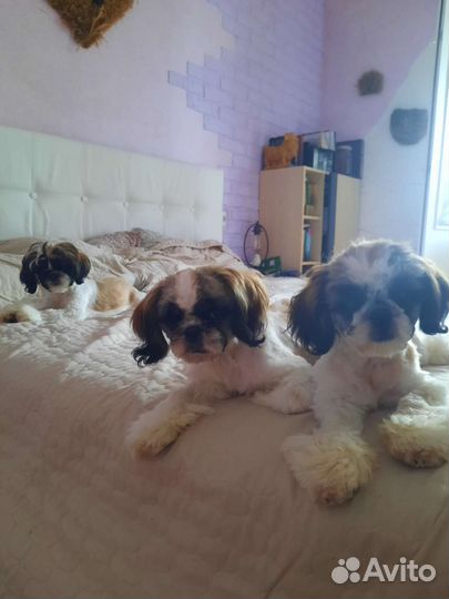 Щенки ши-тцу