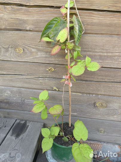 Актинидия коломикта