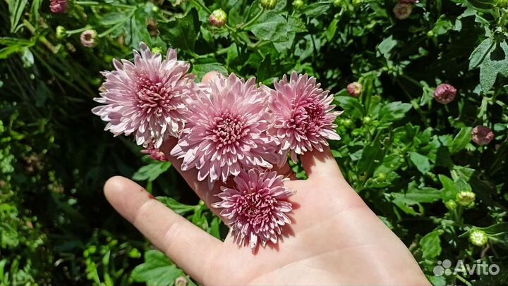 Хризантемы