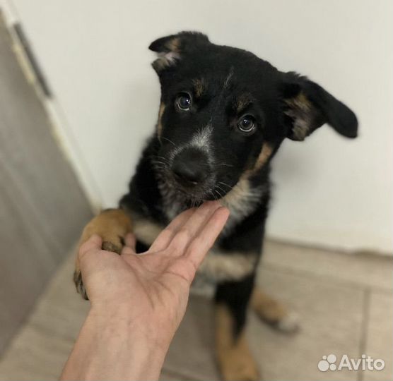 Солнышко. щенок в дар