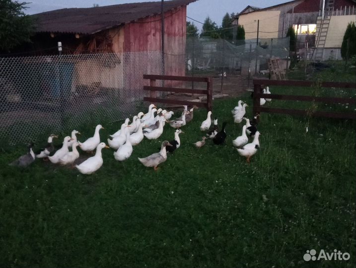 Утиные яйца