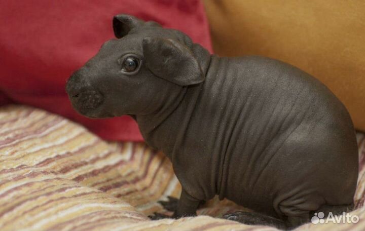 Морская свинка Скини