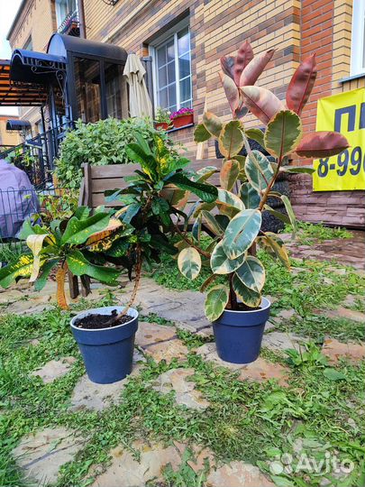 Фикус абиджан