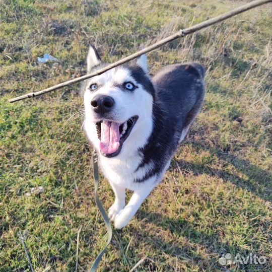 Передержка животных-Зооняня