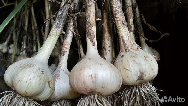 Озимый чеснок крупный урожайный