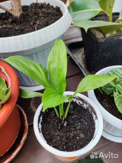 Спатифиллум