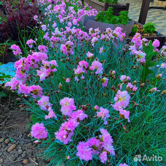 Многолетняя махровая гвоздика-зимостойкая