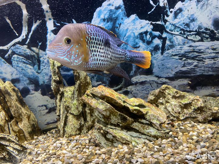 Аквариумные рыбки Акара бирюзовая