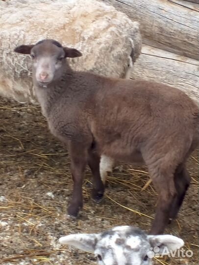 Ягнята дорпер