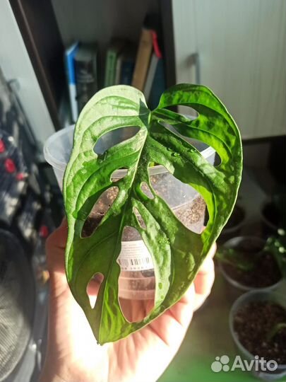 Монстера Манки Маск