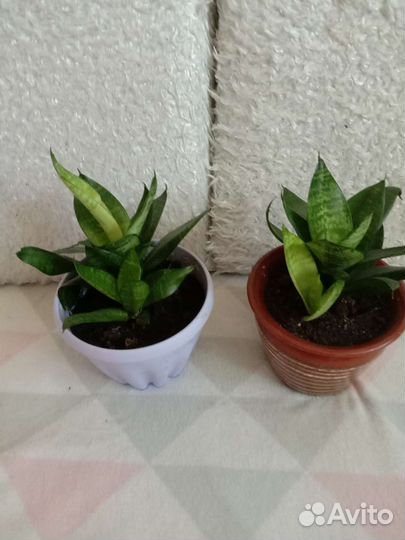 Сансевиерия