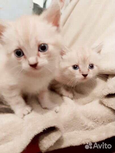 Отдам бесплатно котят