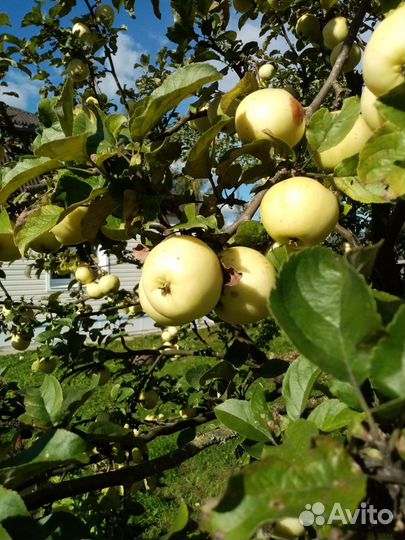 Яблоки домашние, черноплодная рябина из сада