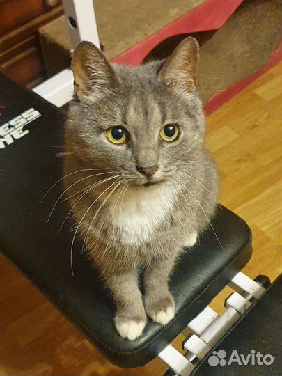 Серебристая звезда