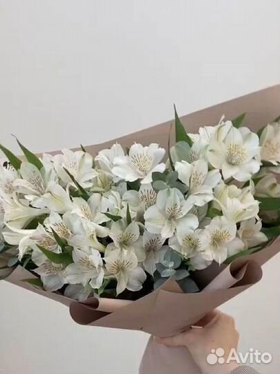 Альстромерия оптом и в розницу