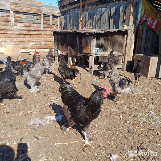 Петухи домашние