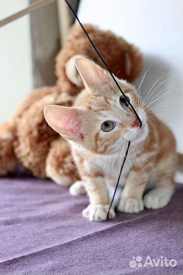 Рыжие котята