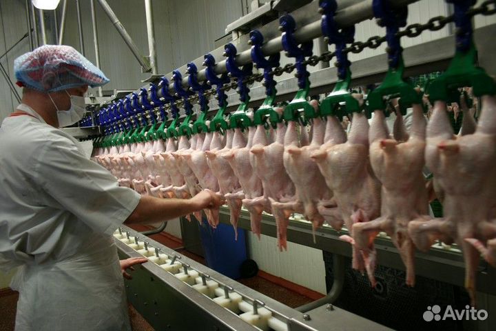 Вакансия на птицефабрике, вахтовый график
