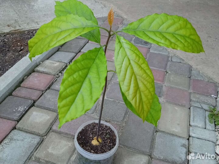 Авокадо растение