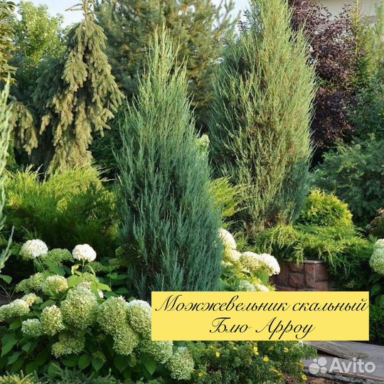 Можжевельник